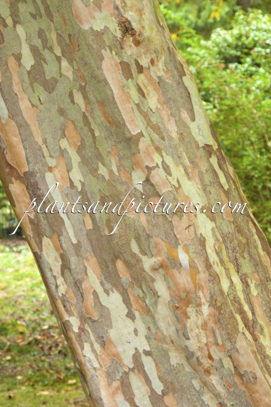 Stewartia pseudocamellia