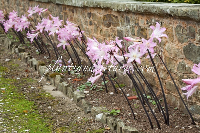 Nerine belladonna