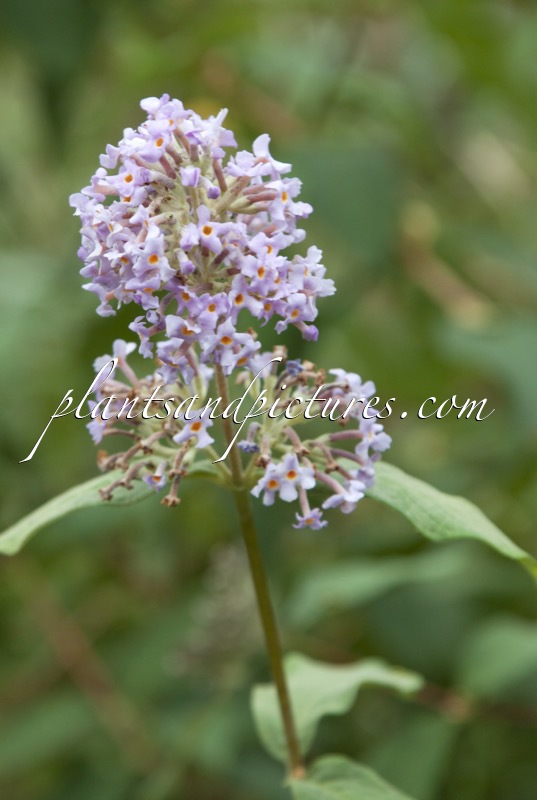 Buddleja ‘Blue Gown’