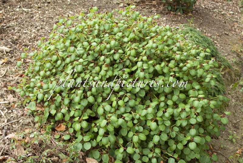 Rhododendron williamsianum var. prostratum