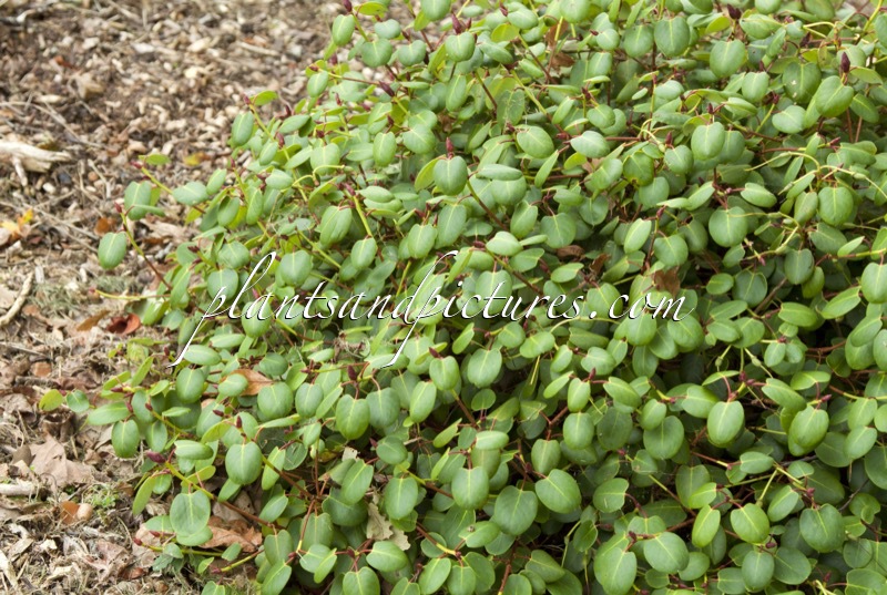 Rhododendron williamsianum var. prostratum