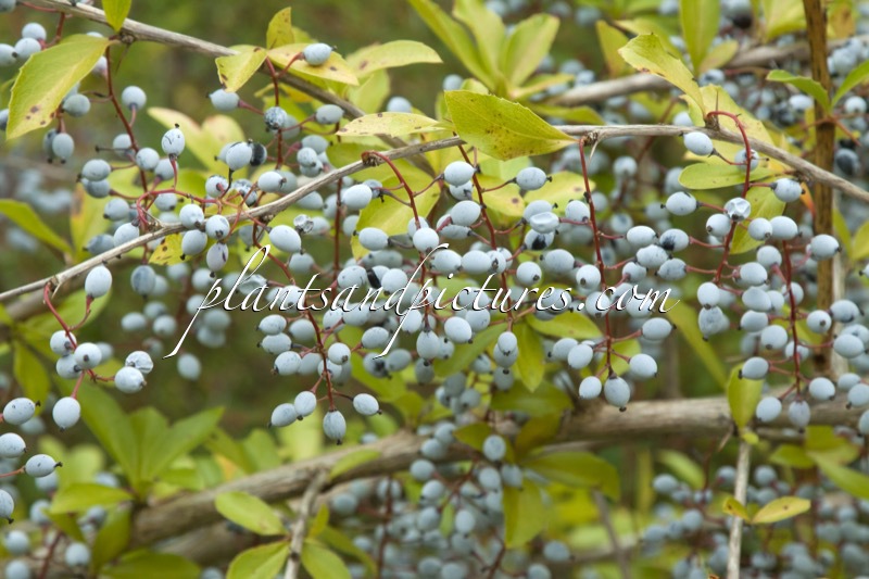 Berberis glaucocarpa