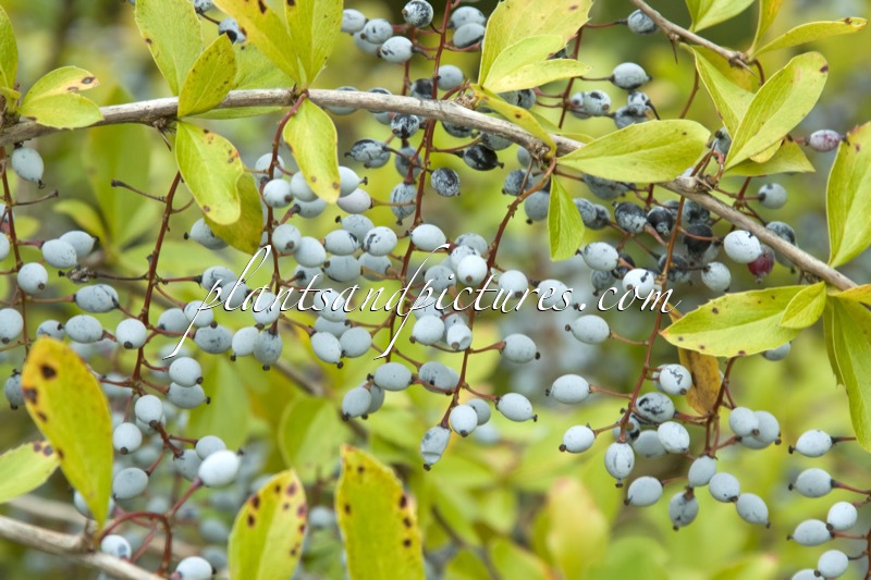 Berberis glaucocarpa