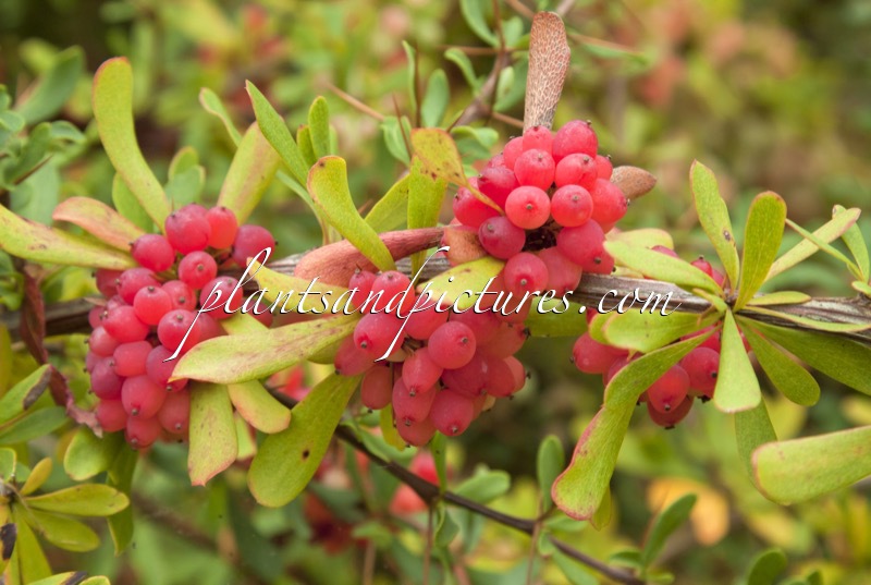 Berberis prattii