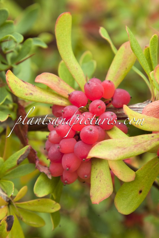 Berberis prattii