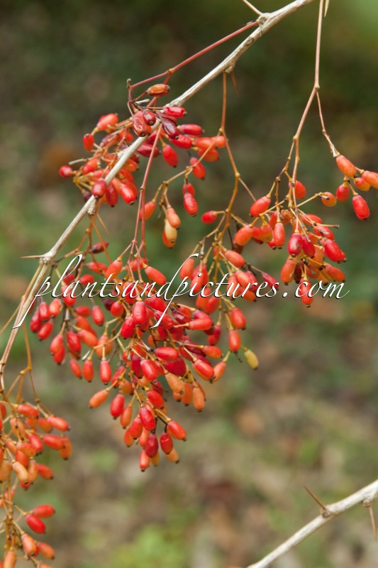 Berberis koehneana