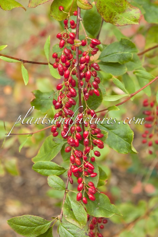 Berberis dasystachya