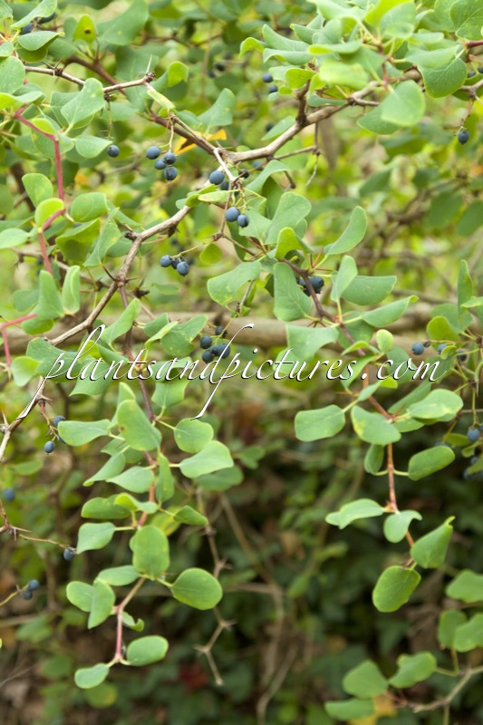 Berberis commutata