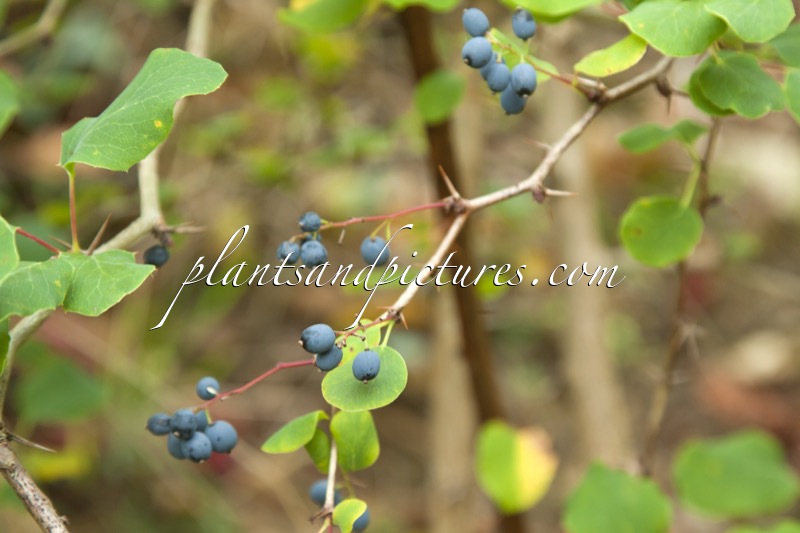 Berberis commutata