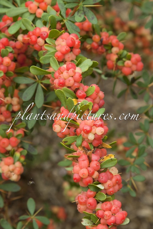 Berberis aggregata