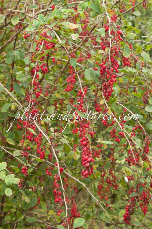 Berberis ‘Red Tears’
