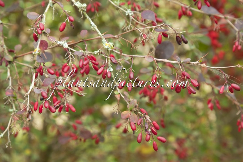 Berberis ottawensis ‘Auricoma’