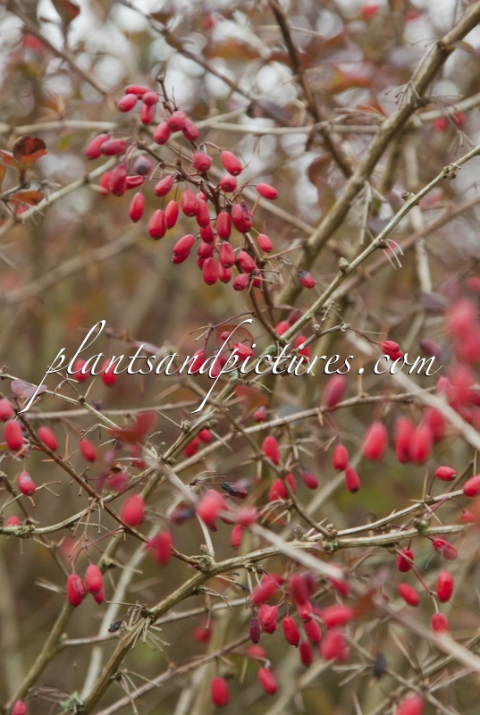 Berberis ottawensis ‘Superba’