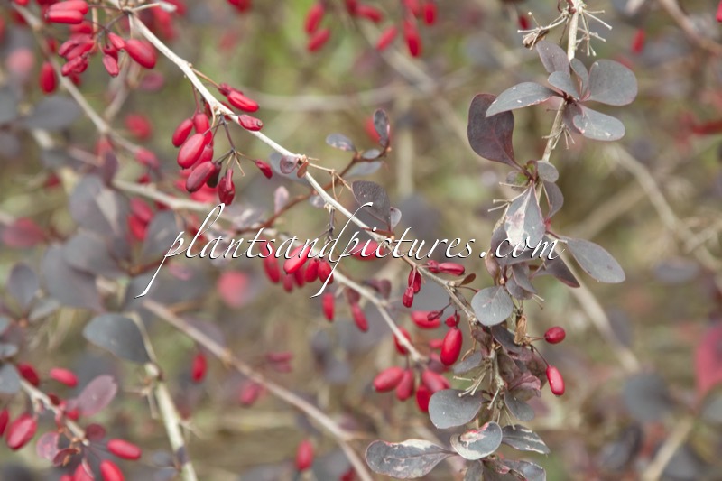 Berberis ottawensis ‘Silver Miles’