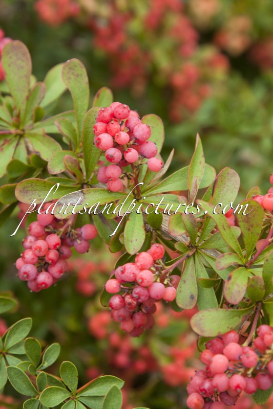 Berberis rubrostilla ‘Pirate King’