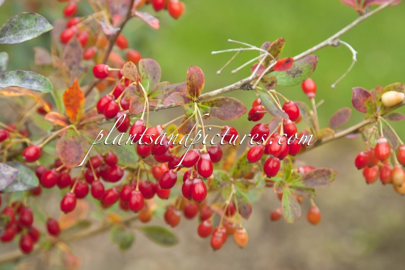 Berberis thomsoniana