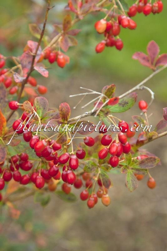 Berberis thomsoniana