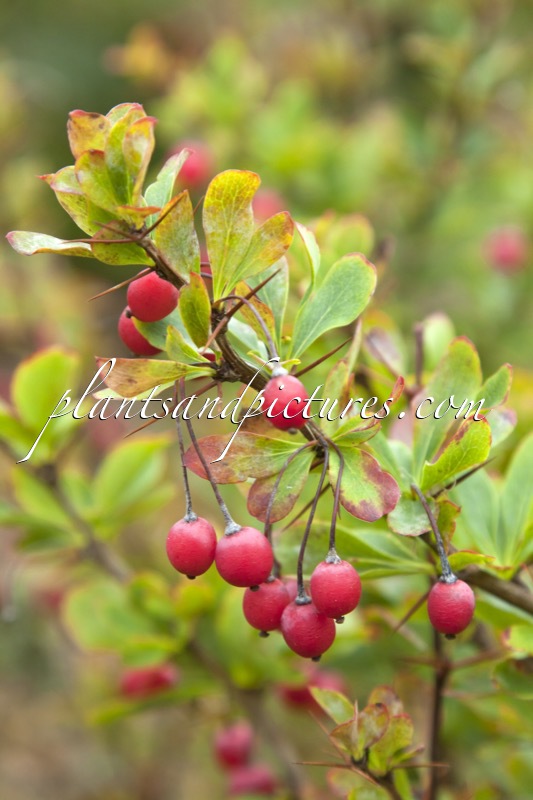 Berberis morrisonensis