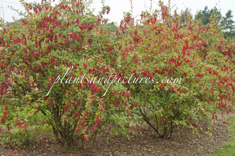 Berberis ‘Georgei’