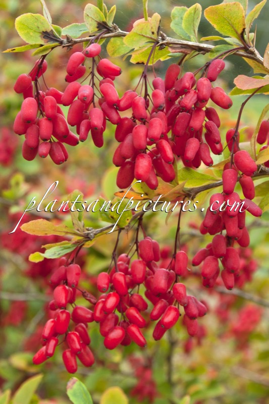 Berberis ‘Georgei’