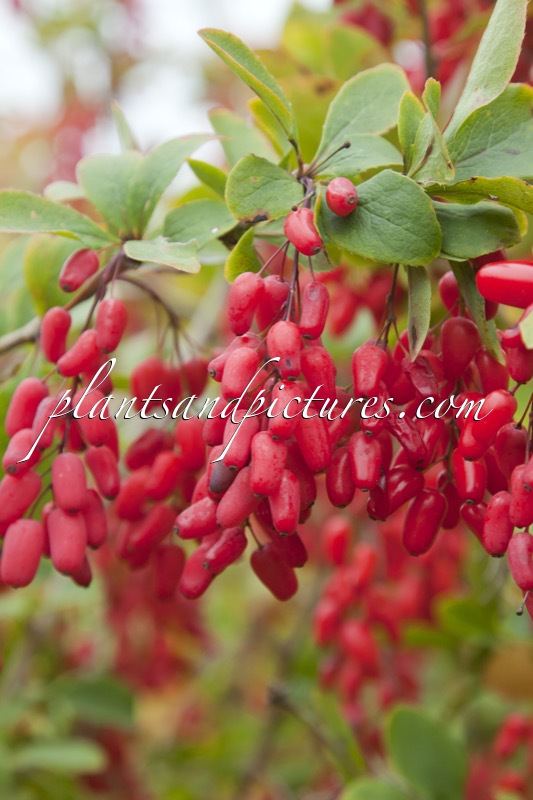 Berberis ‘Georgei’