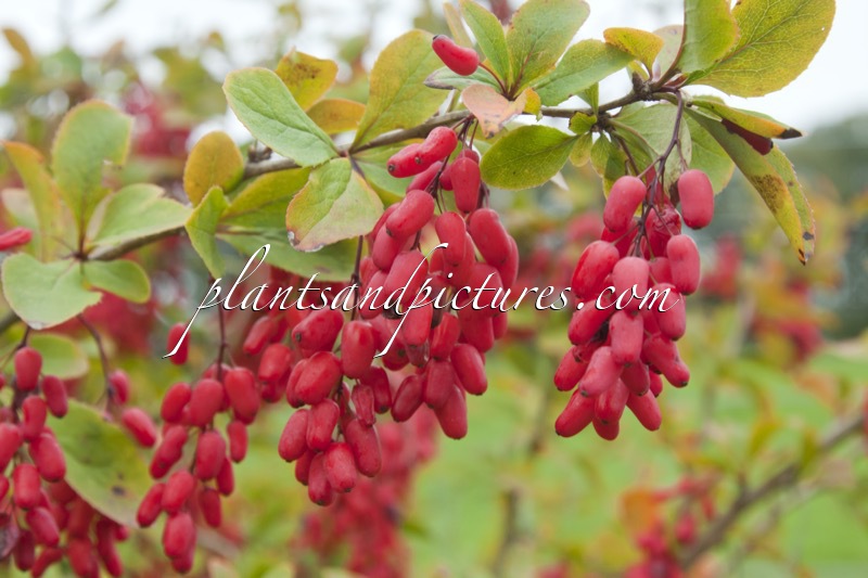 Berberis ‘Georgei’