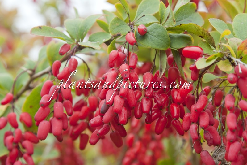 Berberis ‘Georgei’