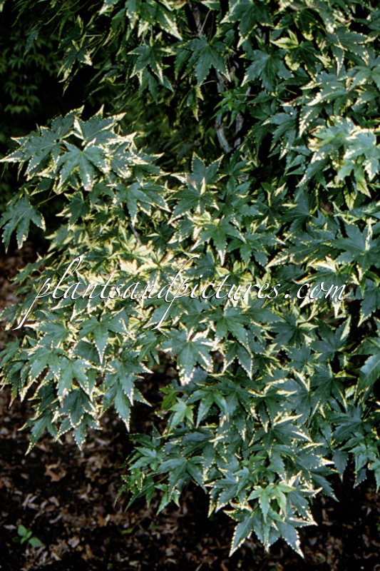 Acer palmatum ‘Nishiki-gasane’