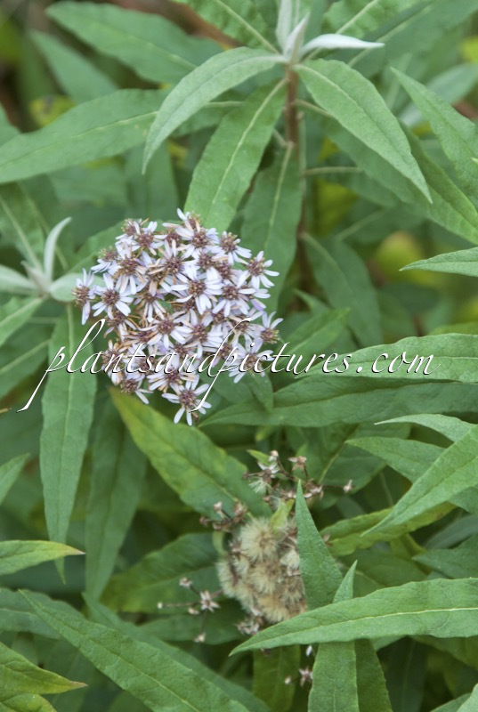 Olearia scilloniensis ‘Master Michael’