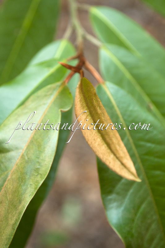 Magnolia foveolata