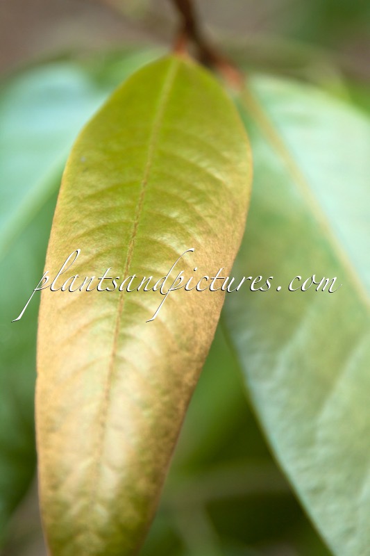 Magnolia foveolata