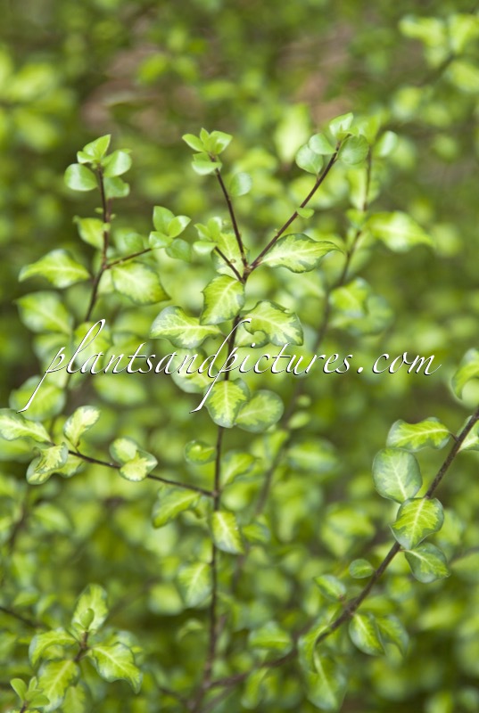 Pittosporum tenuifolium ‘Tandara Gold’