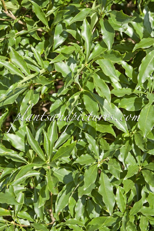 Pittosporum omeiense