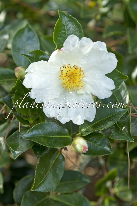 Camellia sasanqua ‘Narumi-gata’