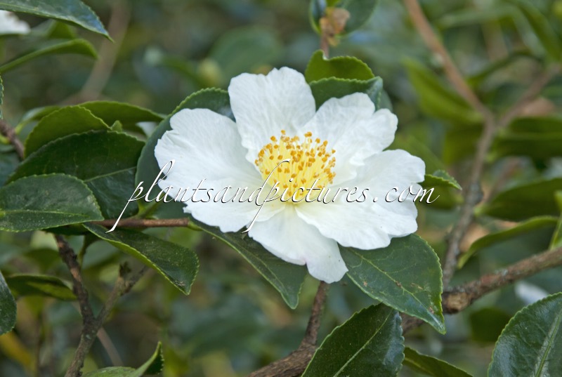 Camellia sasanqua ‘Narumi-gata’