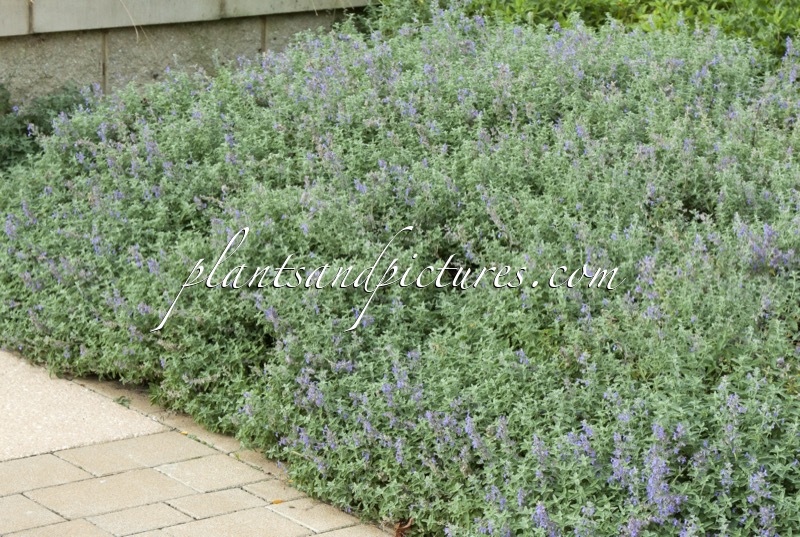 Nepeta grandiflora ‘Bramdean’