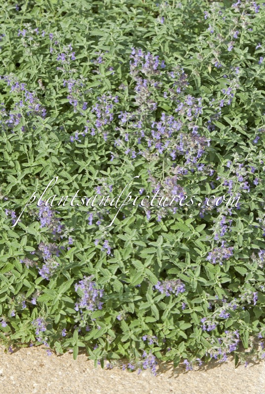 Nepeta grandiflora ‘Bramdean’