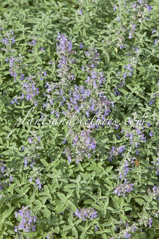 Nepeta grandiflora ‘Bramdean’