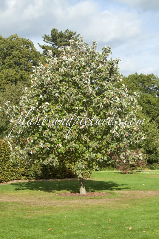 Sorbus thibetica ‘John Mitchell’