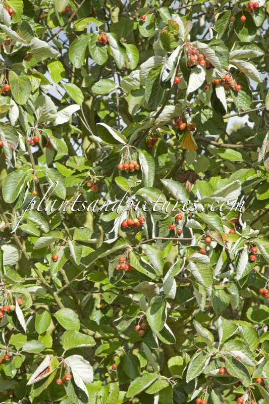 Sorbus thibetica ‘John Mitchell’