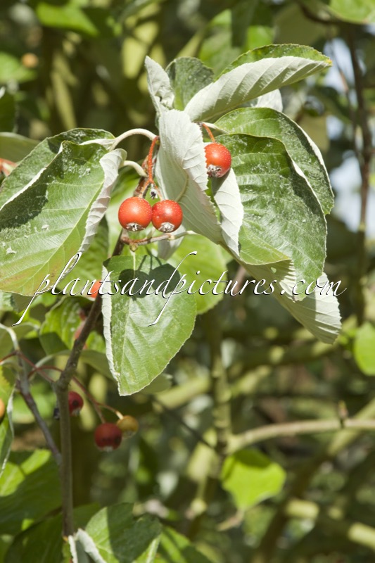 Sorbus thibetica ‘John Mitchell’