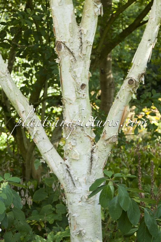 Betula utilis ‘Grayswood Ghost’