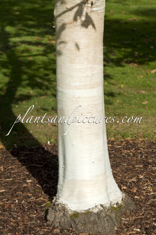 Betula utilis ‘Silver Shadow’