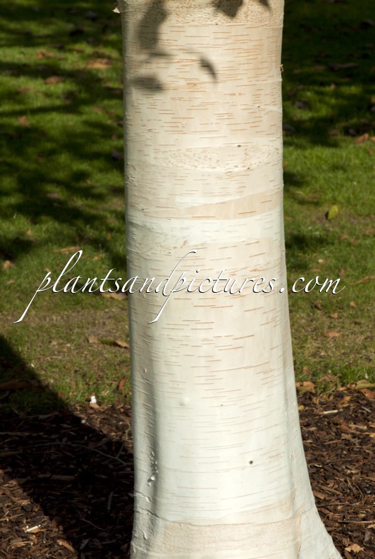 Betula utilis ‘Silver Shadow’
