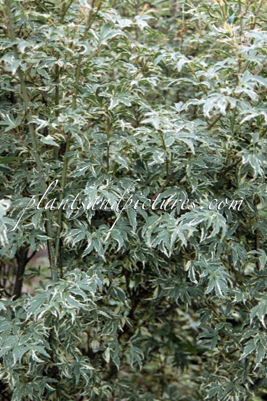 Acer palmatum ‘Okukuji-nishiki’