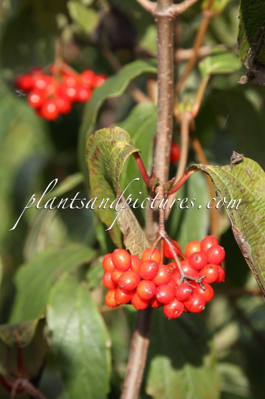 Viburnum setigerum