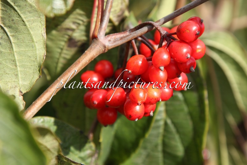 Viburnum setigerum