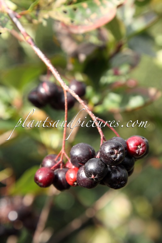 Aronia prunifolia ‘Serina’