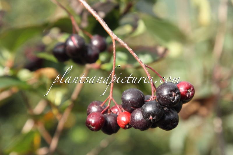 Aronia prunifolia ‘Serina’