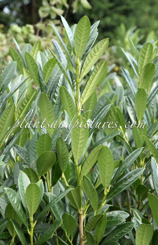 Prunus laurocerasus ‘Greentorch’